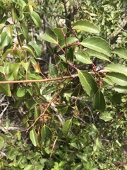 Azara petiolaris