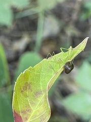 Reduviidae