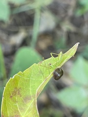 Reduviidae