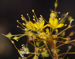 Cleomella plocasperma