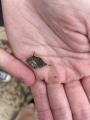 Stephanolepis hispida