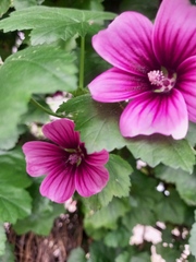 Malva arborea