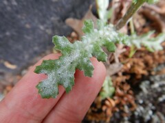 Golovinomyces fischeri