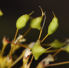 Cleomella plocasperma