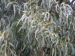 Eucalyptus nitens