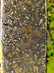 Xanthocarpia feracissima