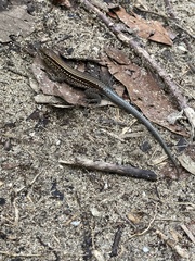 Holcosus quadrilineatus