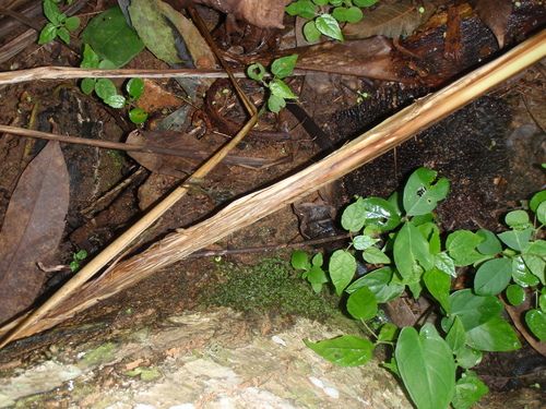 Black Garter Snake