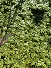 Callitriche stagnalis