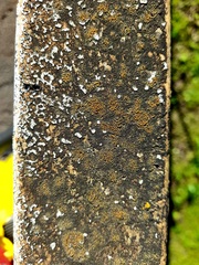 Xanthocarpia feracissima