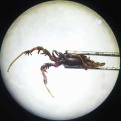 Metagyndes pulchella