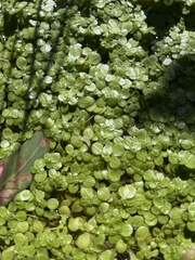 Callitriche stagnalis