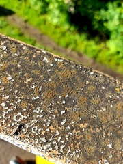 Xanthocarpia feracissima