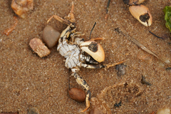 Hemigrapsus takanoi