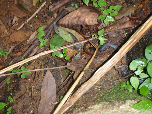 Black Garter Snake