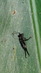 Forficuloidea