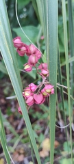 Antigonon leptopus