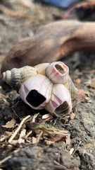 Notomegabalanus decorus