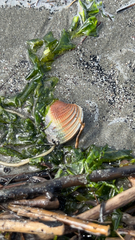Austrovenus stutchburyi