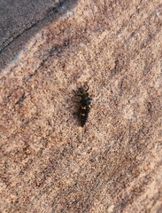 Hippodamia convergens