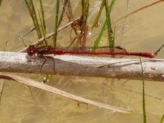 Xanthocnemis zealandica