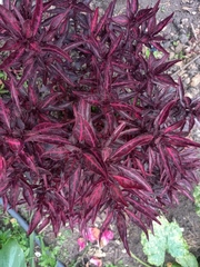 Ouret sanguinolenta