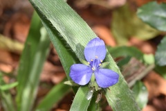 Tradescantia reverchonii