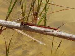 Xanthocnemis zealandica