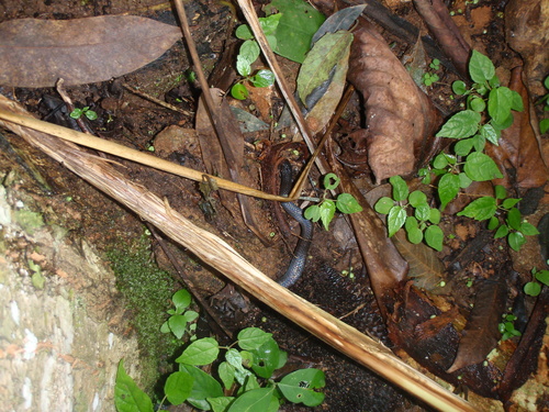 Black Garter Snake