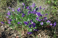 Solanum parishii