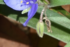 Tradescantia reverchonii