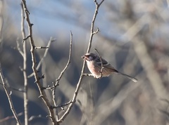 Carpodacus sibiricus