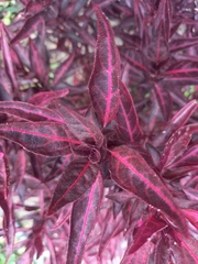 Ouret sanguinolenta