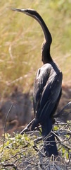 Anhinga rufa rufa