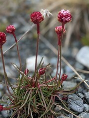 Armeria curvifolia