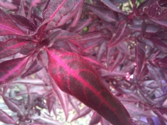 Ouret sanguinolenta