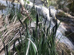 Carex nudata