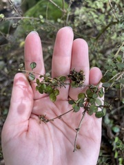 Coprosma spathulata