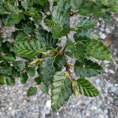 Nothofagus antarctica