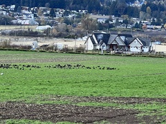 Branta canadensis occidentalis