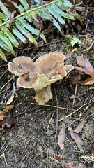 Jahnoporus hirtus