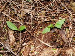 Chiloglottis cornuta