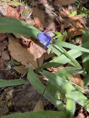 Tradescantia reverchonii