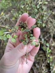 Coprosma spathulata