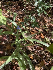 Tradescantia reverchonii