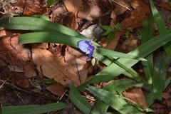 Tradescantia reverchonii