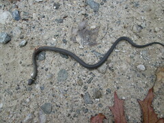 Diadophis punctatus punctatus