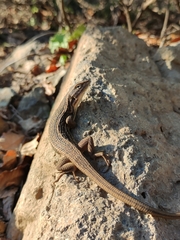 Liolaemus chiliensis