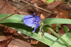Tradescantia reverchonii