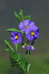 Solanum parishii